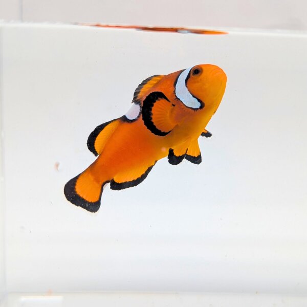 Falscher Clownfisch Misbar (Amphiprion Ocellaris Misbar)