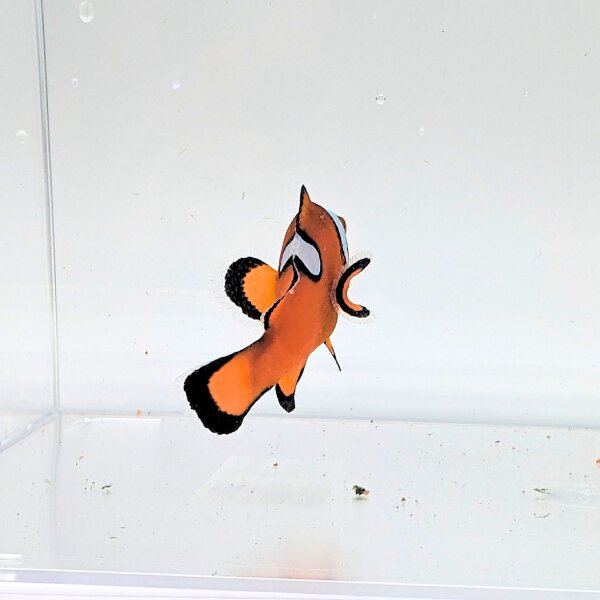 Falscher Clownfisch Misbar (Amphiprion Ocellaris Misbar)