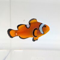 Falscher Clownfisch Misbar (Amphiprion Ocellaris Misbar)