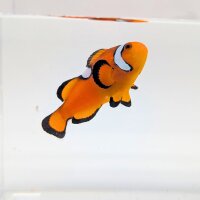 Falscher Clownfisch Misbar (Amphiprion Ocellaris Misbar)