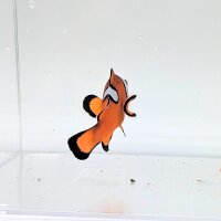 Falscher Clownfisch Misbar (Amphiprion Ocellaris Misbar)
