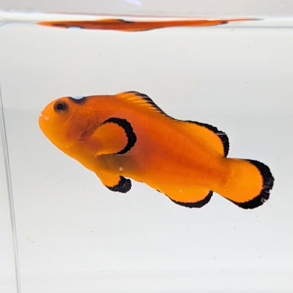 Falscher Clownfisch Extreme Misbar (Amphiprion Ocellaris Extreme Misbar)