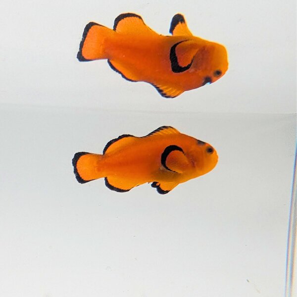 Falscher Clownfisch Extreme Misbar (Amphiprion Ocellaris Extreme Misbar)