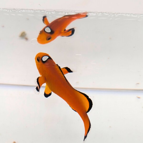 Falscher Clownfisch Extreme Misbar (Amphiprion Ocellaris Extreme Misbar)