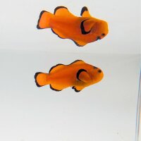Falscher Clownfisch Extreme Misbar (Amphiprion Ocellaris...