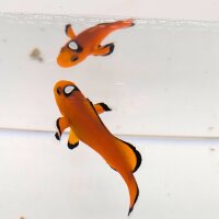 Falscher Clownfisch Extreme Misbar (Amphiprion Ocellaris Extreme Misbar)