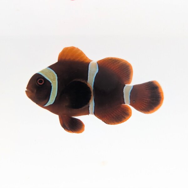 Samtanemonenfisch (Amphiprion biaculeatus)