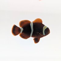 Samtanemonenfisch (Amphiprion biaculeatus)