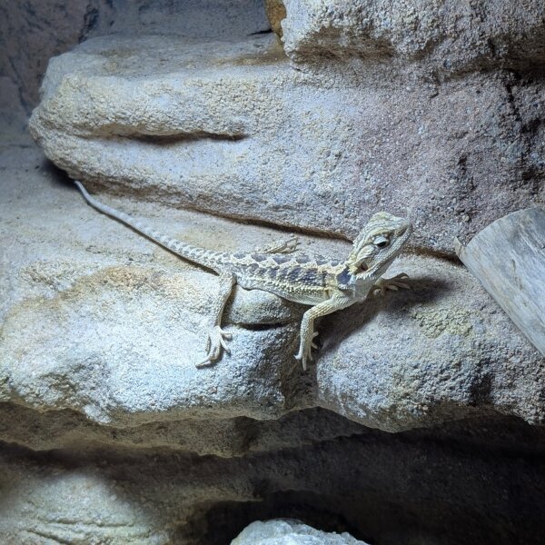 Bartagame (Pogona vittceps)