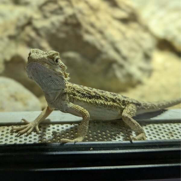 Bartagame (Pogona vittceps)