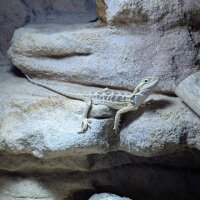 Bartagame (Pogona vittceps)
