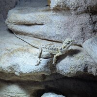 Bartagame (Pogona vittceps)