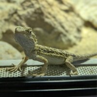Bartagame (Pogona vittceps)