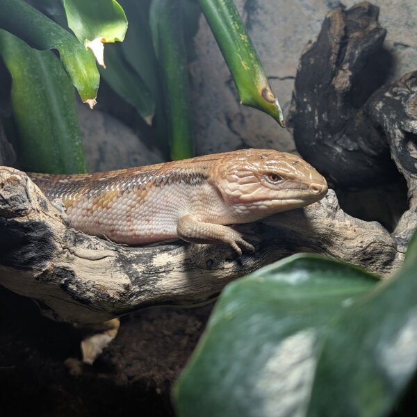 Gemeiner Blauzungenskink (Tiliqua scincoides intermedia)