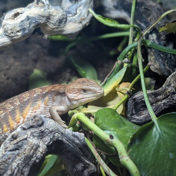 Gemeiner Blauzungenskink (Tiliqua scincoides intermedia)