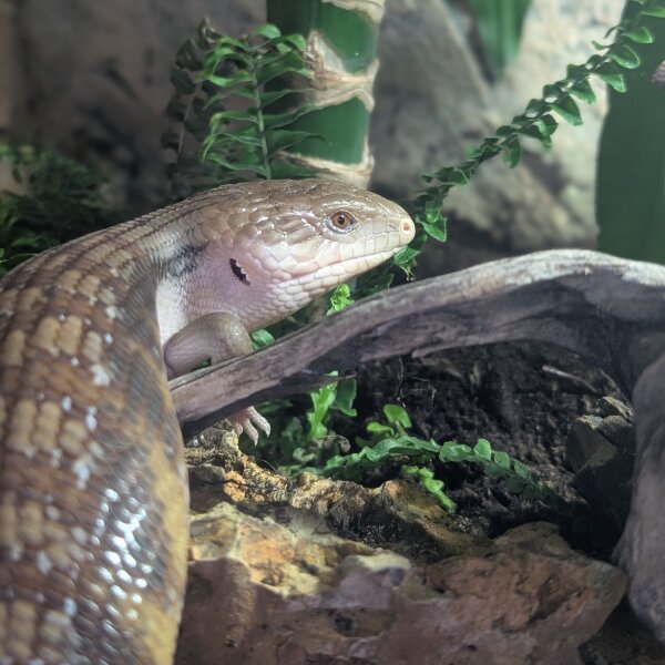 Gemeiner Blauzungenskink (Tiliqua scincoides intermedia)