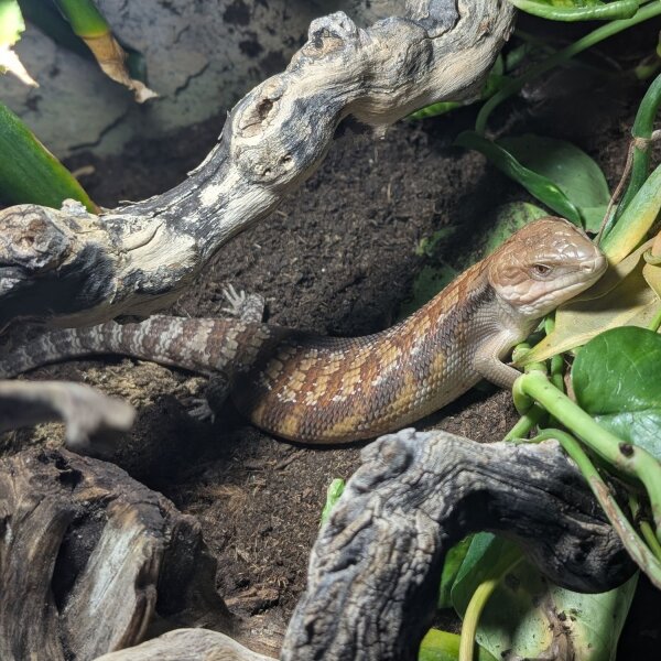 Gemeiner Blauzungenskink (Tiliqua scincoides intermedia)