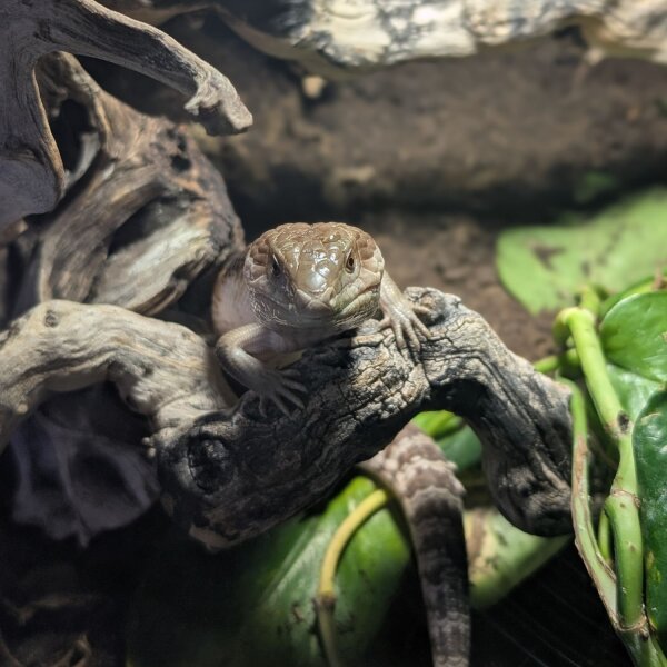 Gemeiner Blauzungenskink (Tiliqua scincoides intermedia)