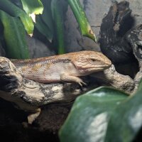 Gemeiner Blauzungenskink (Tiliqua scincoides intermedia)