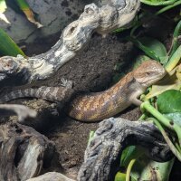 Gemeiner Blauzungenskink (Tiliqua scincoides intermedia)