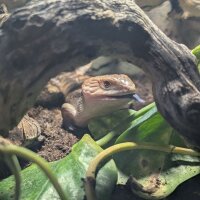 Gemeiner Blauzungenskink (Tiliqua scincoides intermedia)