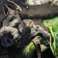 Gemeiner Blauzungenskink (Tiliqua scincoides intermedia)
