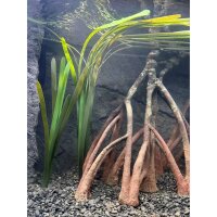 Back to Nature Vallisneria gigantea