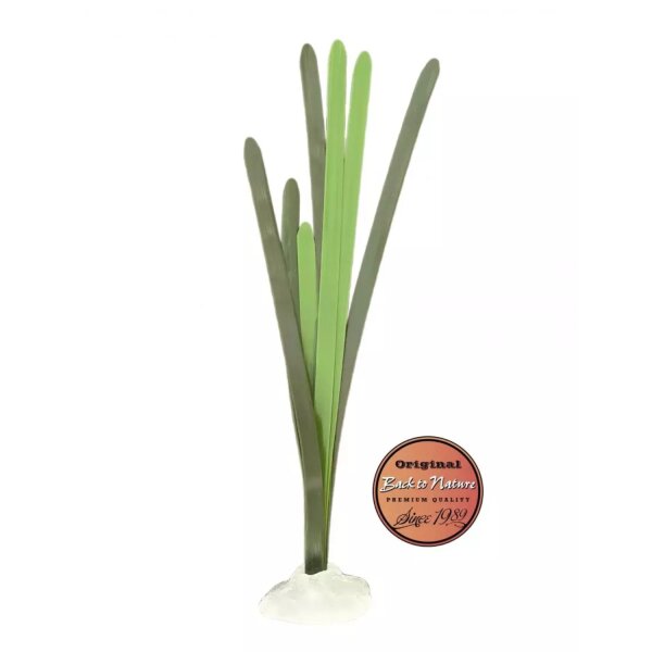 Back to Nature Vallisneria gigantea 95 cm