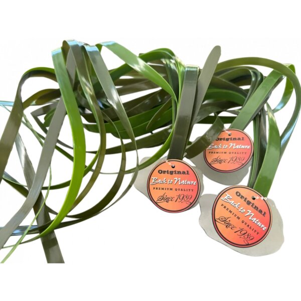 Back to Nature Vallisneria gigantea 95 cm