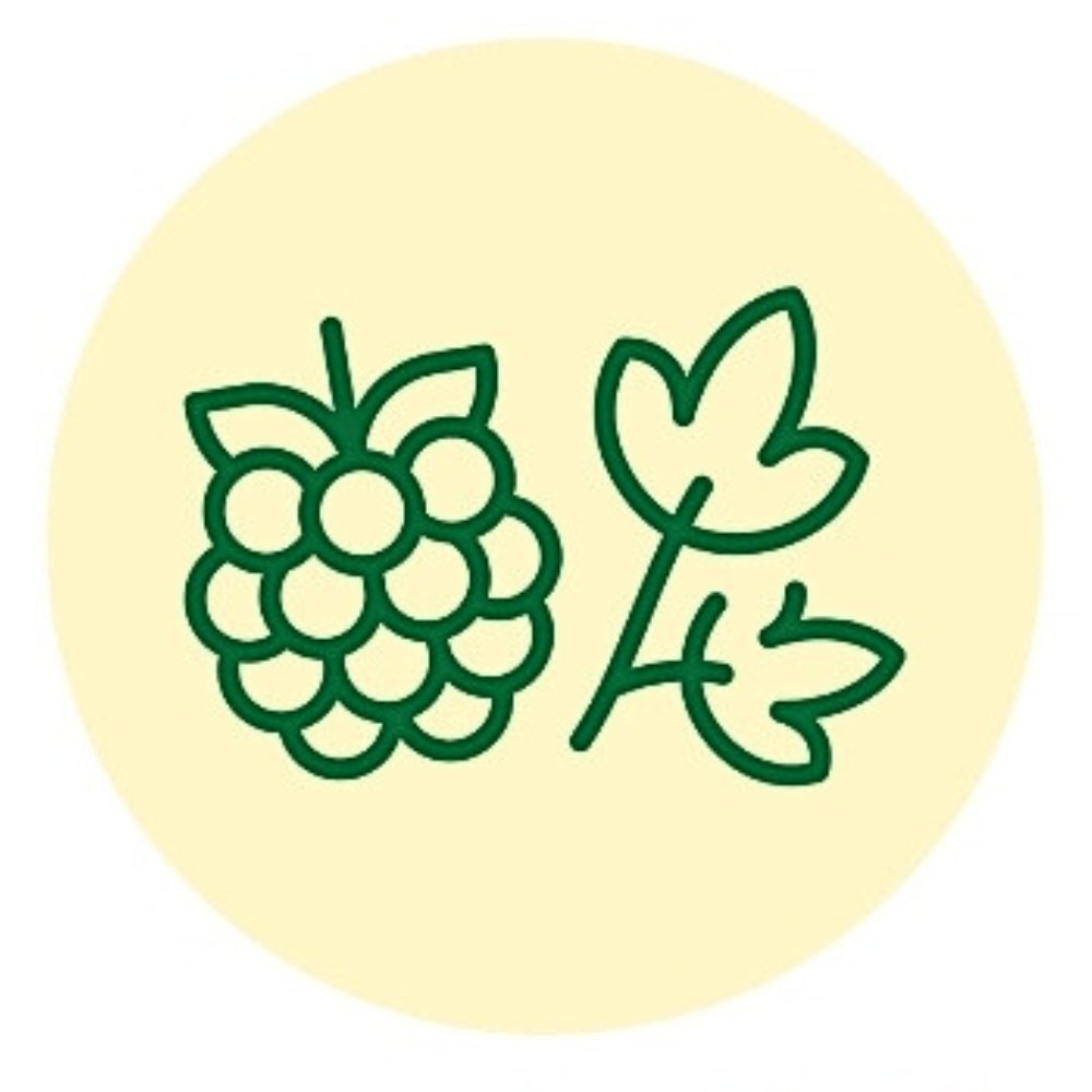 Illustration Kräuter & Früchte